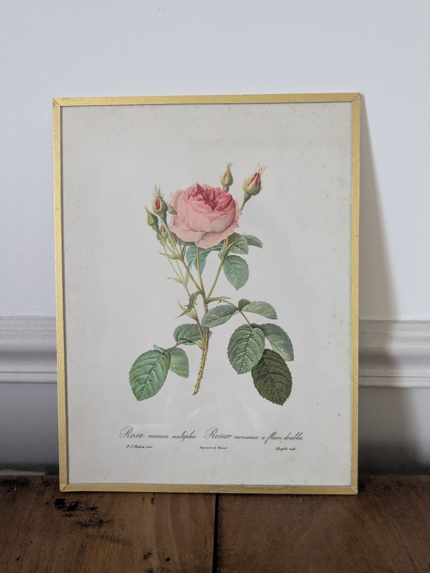 Framed lithograph of roses by P.J. Redouté
