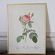 Framed lithograph of roses by P.J. Redouté