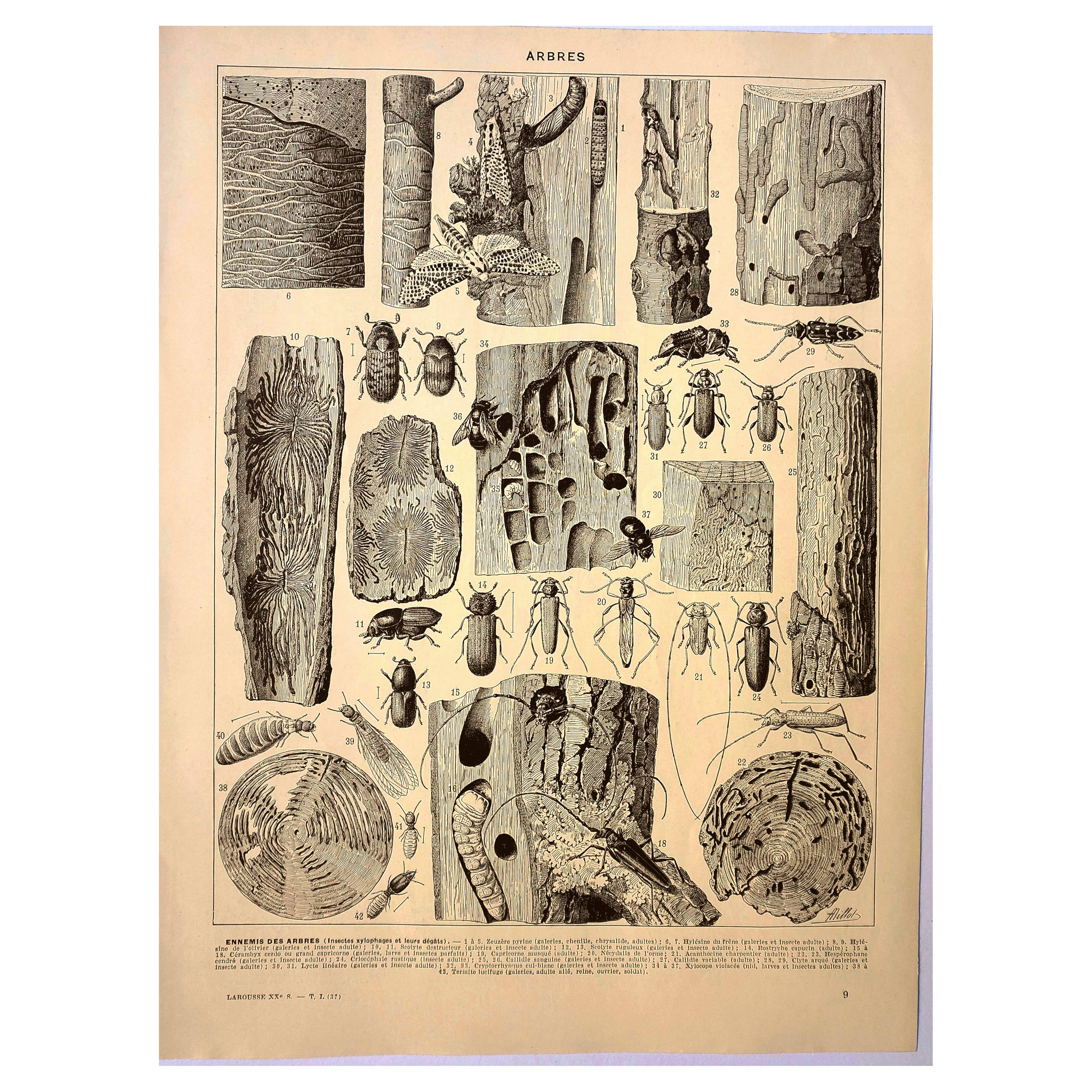 Antique engraving 1928 A. Millot - Wood-boring insects 1, damage to trees