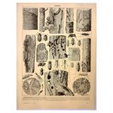 Antique engraving 1928 A. Millot - Wood-boring insects 1, damage to trees