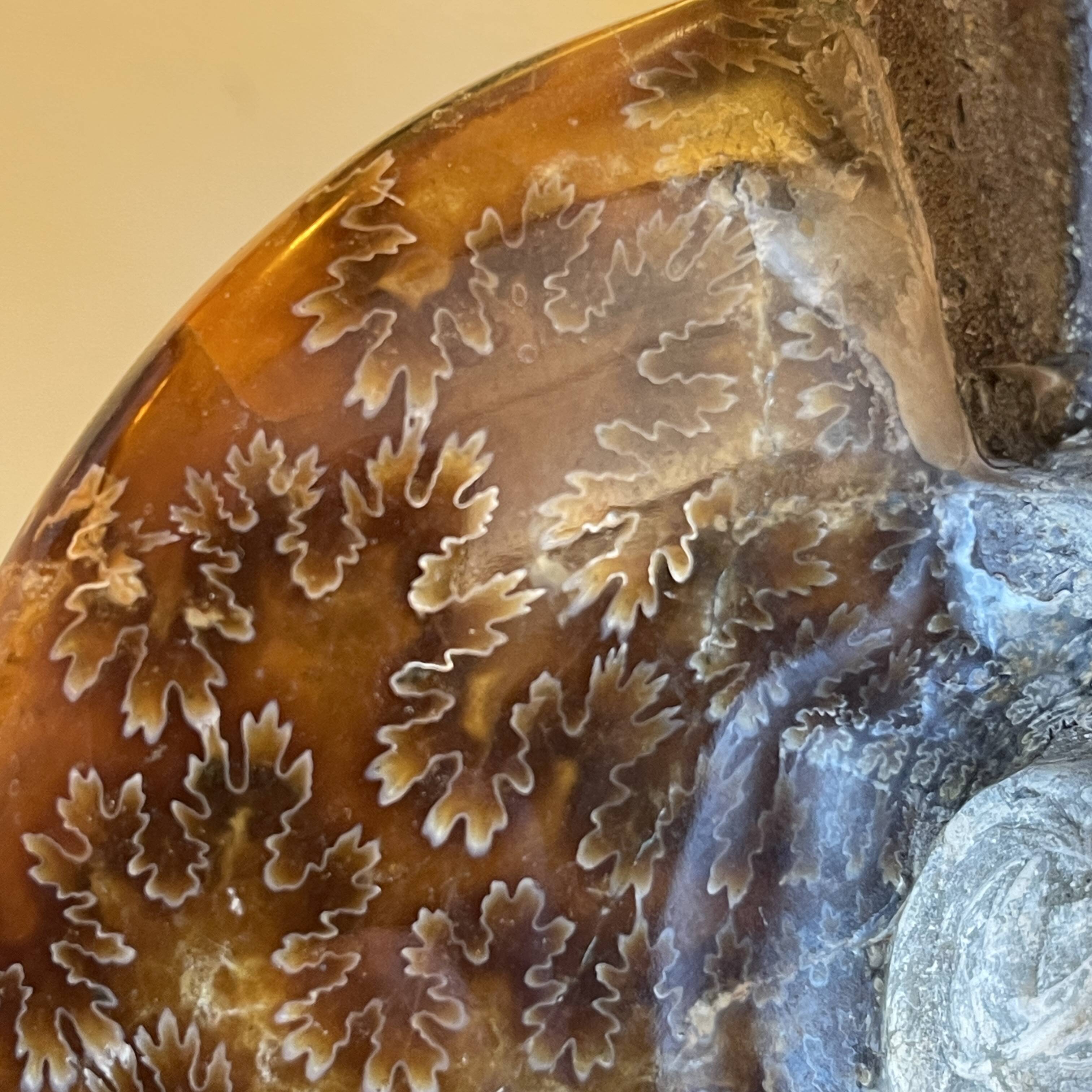 MAISON JANSEN (attr) 'Ammonite' lamp 102cm, gilded brass and black lacquered wood