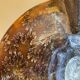 MAISON JANSEN (attr) 'Ammonite' lamp 102cm, gilded brass and black lacquered wood
