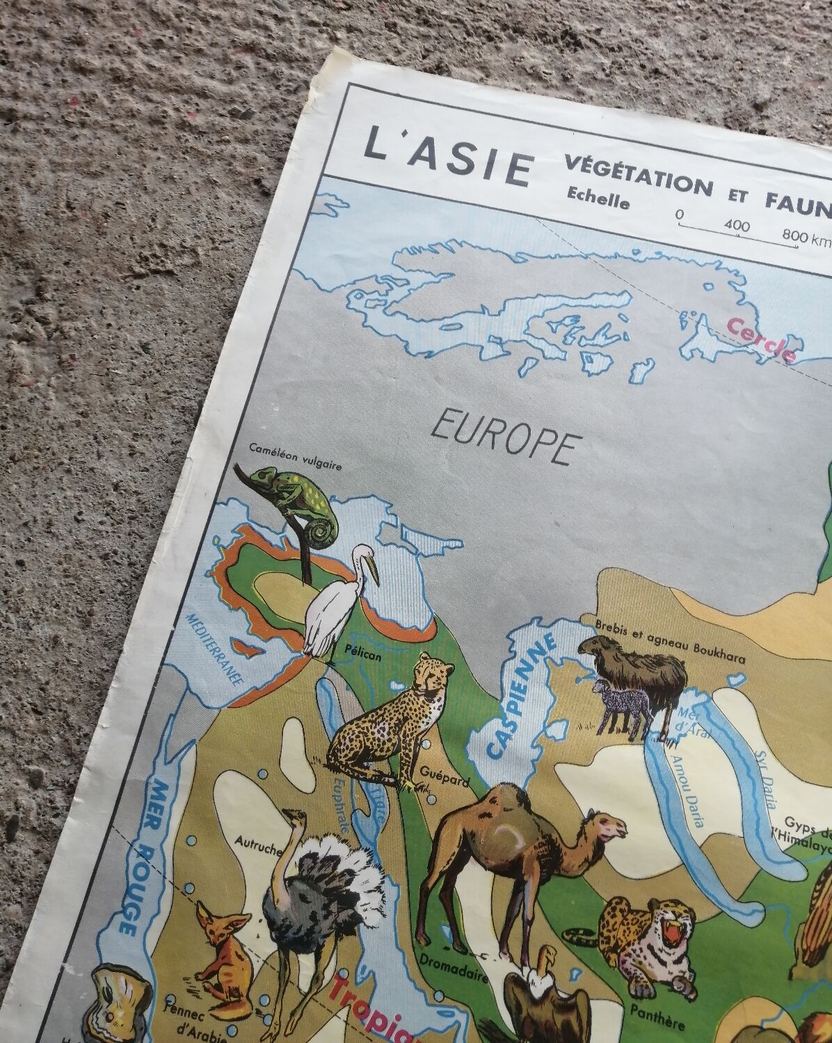 Vintage school map mdi North America-Asia Wildlife