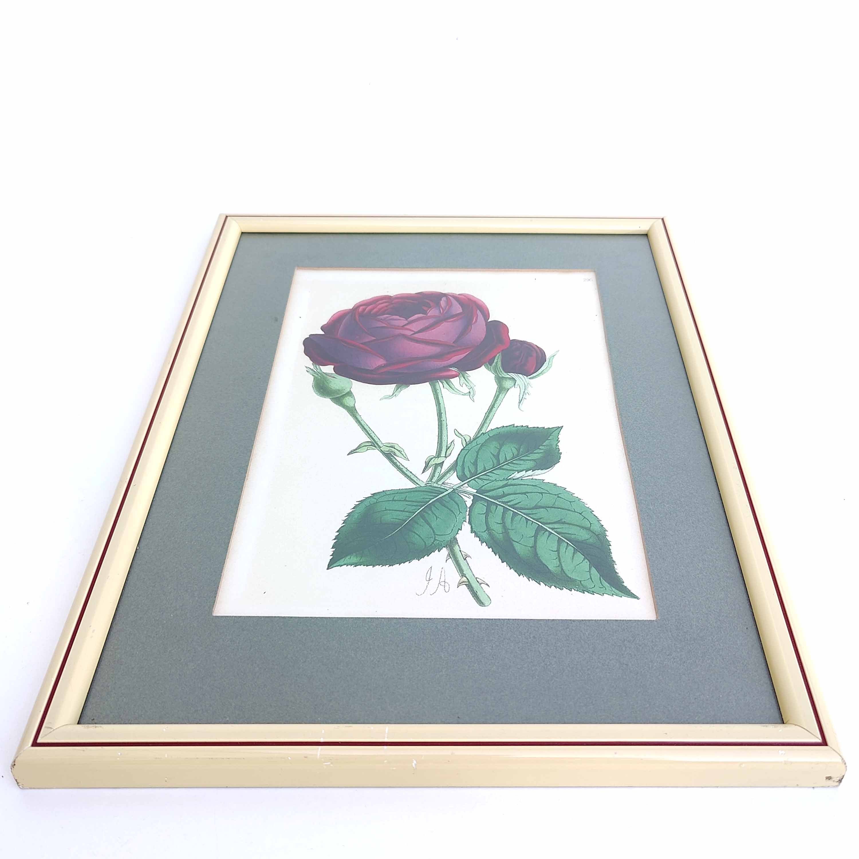 Lithograph botanical illustration pink wooden frame