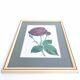 Lithograph botanical illustration pink wooden frame