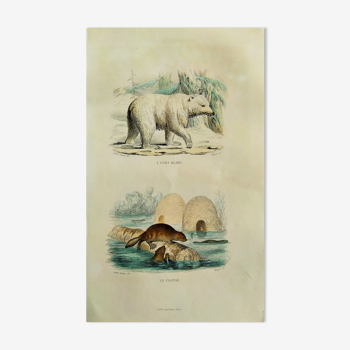 Original zoological plank "White Bear - Castor " Buffon 1848