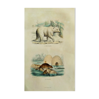 Planche zoologique originale " Ours Blanc & Castor " Buffon 1848