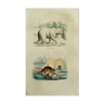 Planche zoologique originale " Ours Blanc & Castor " Buffon 1848