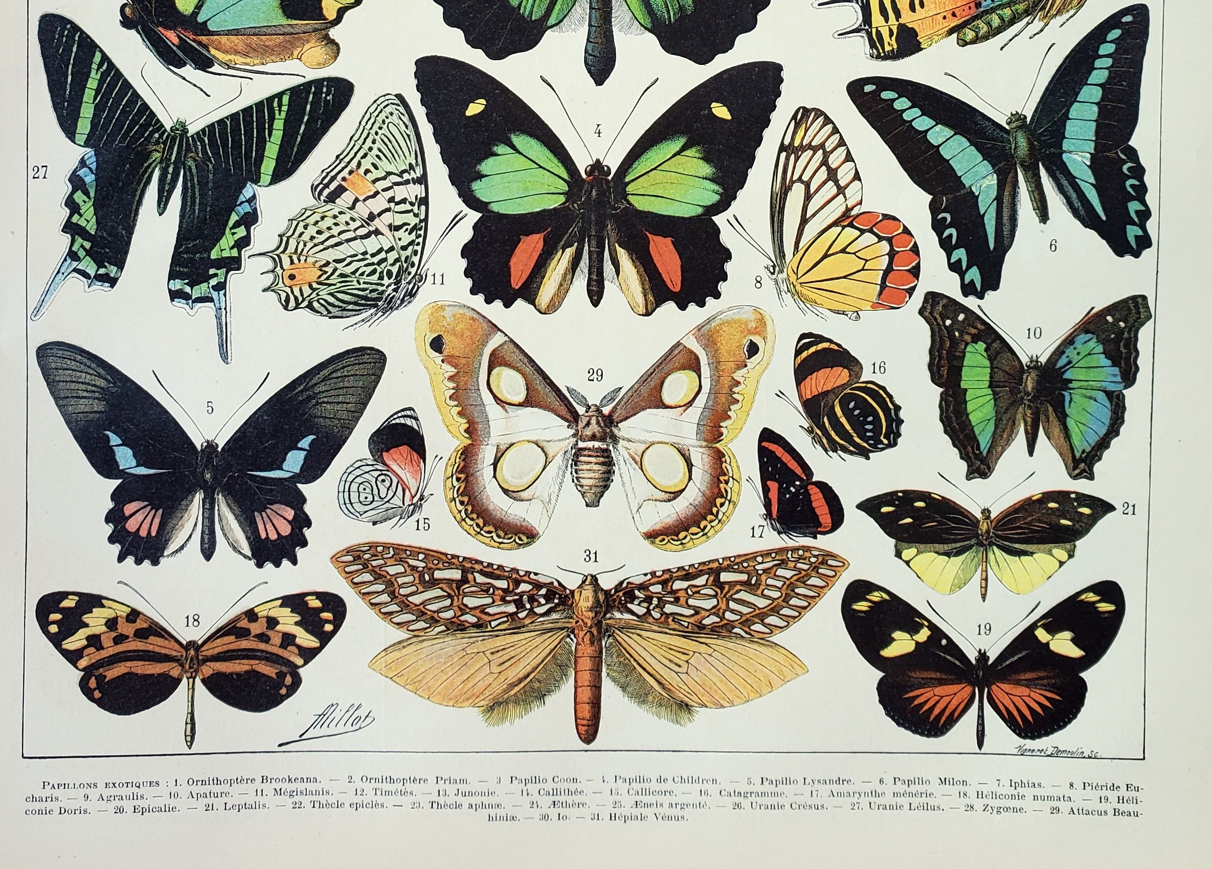 Engraving • Exotic butterflies, insects • Original and vintage poster from 1898