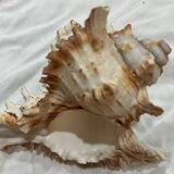 Shellfish