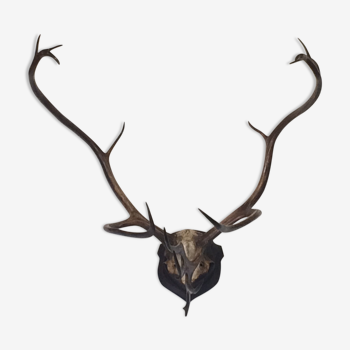 Caribou reindeer antler trophy on badge - 15 horn massacre