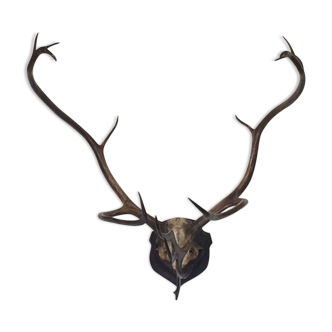 Caribou reindeer antler trophy on badge - 15 horn massacre
