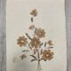 Planche fleurs séchées
