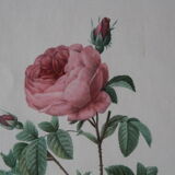 Gravure encadrée de PJ Redouté