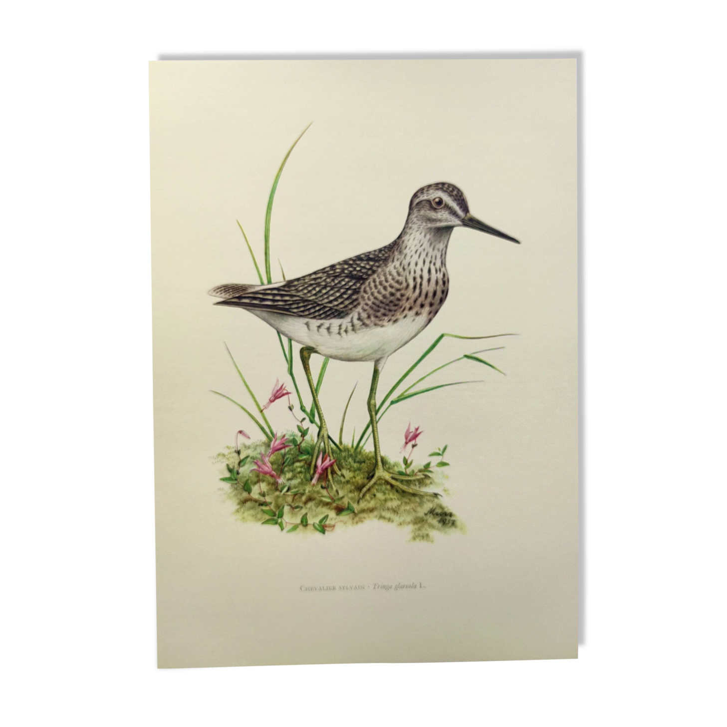 Antique bird plate from the 1960s - Wood Knight - Illustration