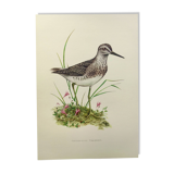 Antique bird plate from the 1960s - Wood Knight - Illustration