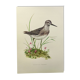 Planche ancienne oiseaux - Chevalier Sylvain, années 1960