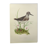 Planche ancienne oiseaux - Chevalier Sylvain, années 1960