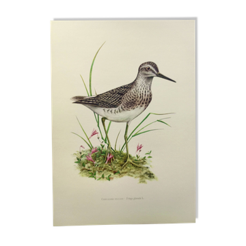 Antique bird plate from the 1960s - Wood Knight - Illustration