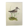 Planche ancienne oiseaux - Chevalier Sylvain, années 1960