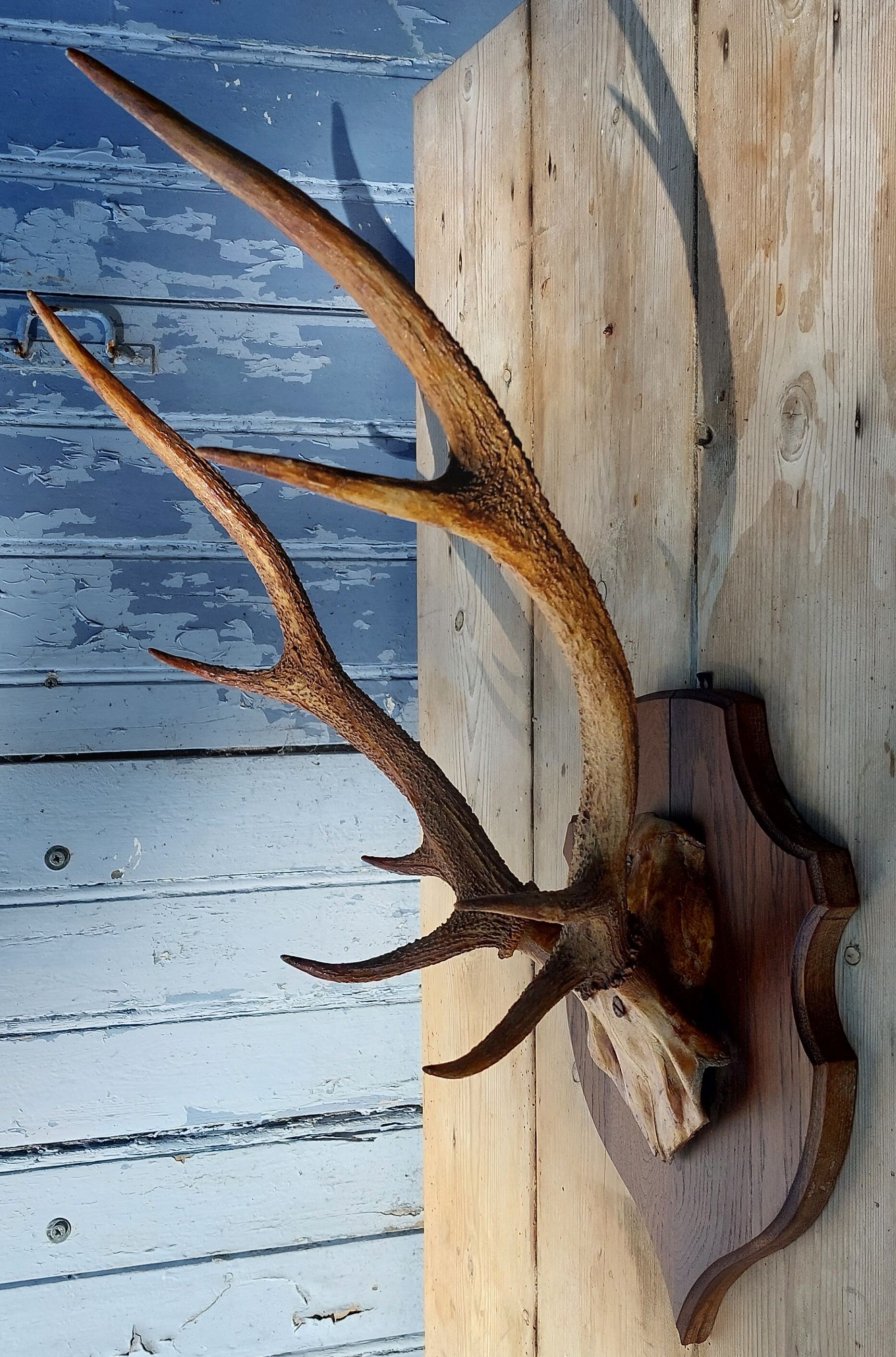 Deer massacre trophy