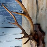 Deer massacre trophy