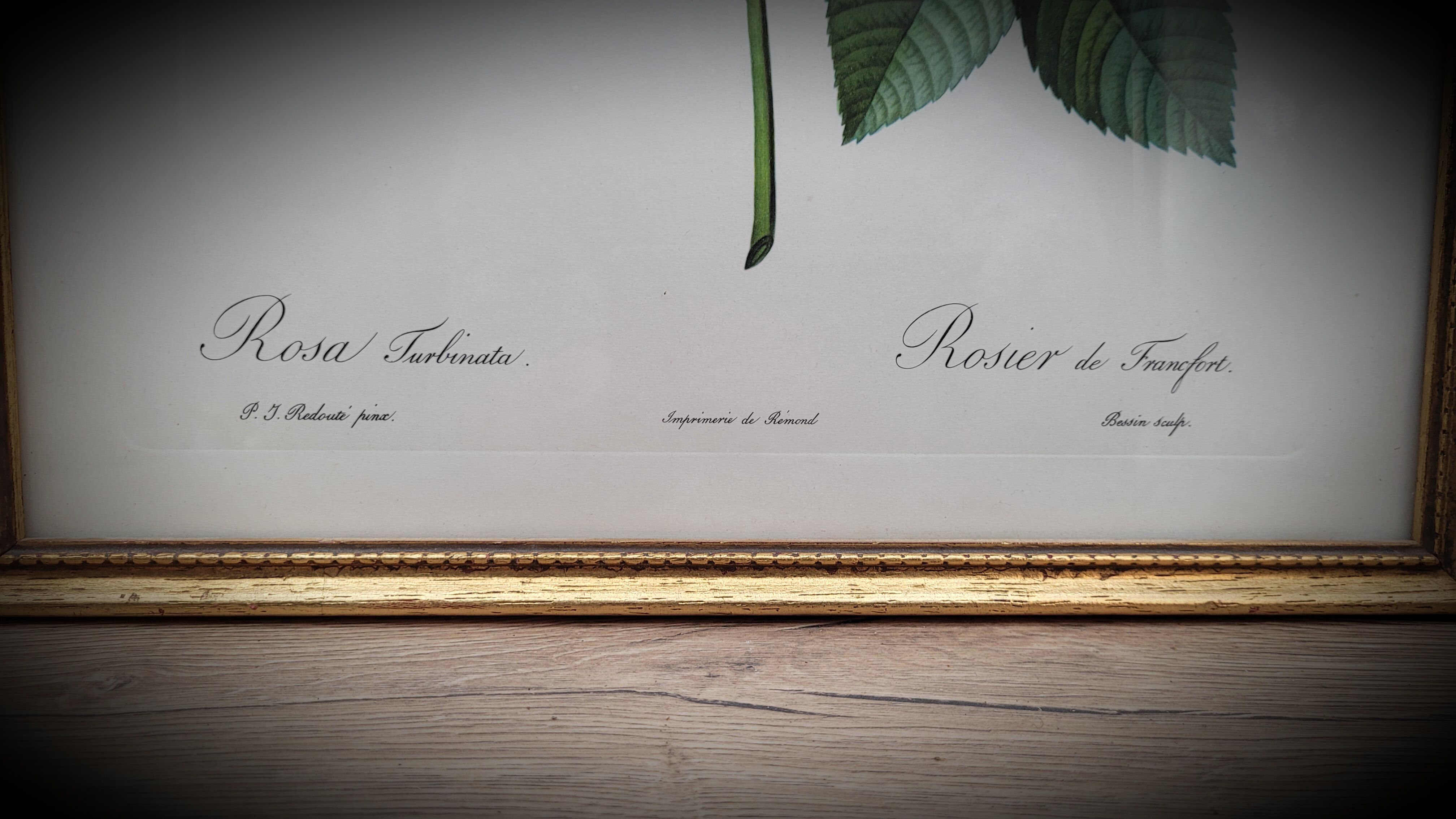 Lithograph Rosier Frankfurt