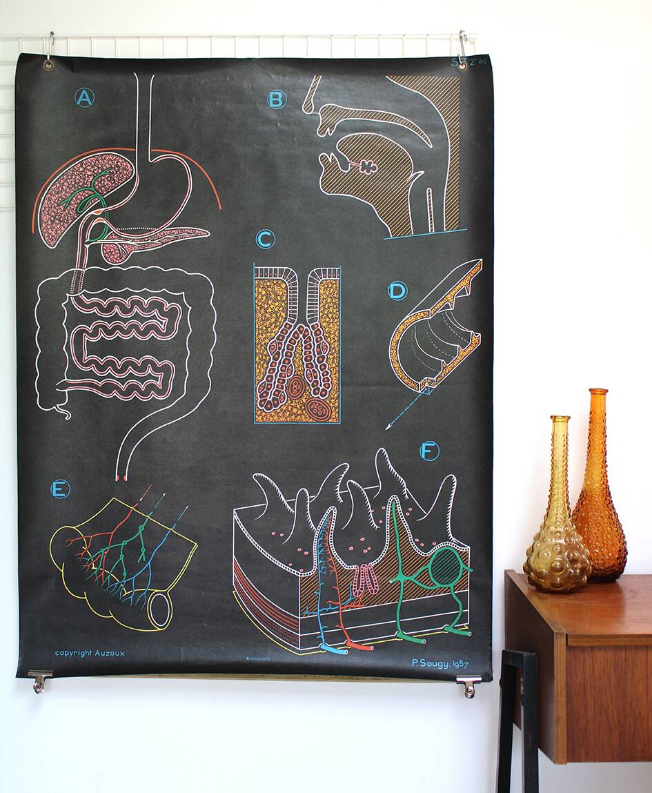 Poster of the digestive system Doctor Auzoux