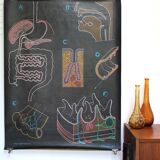 Poster of the digestive system Doctor Auzoux