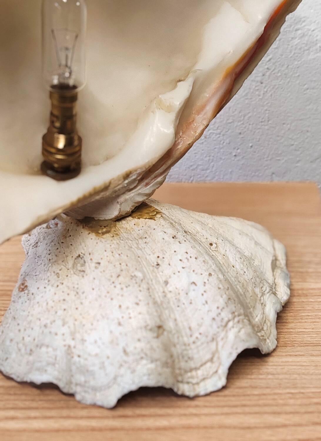Clam shell lamp