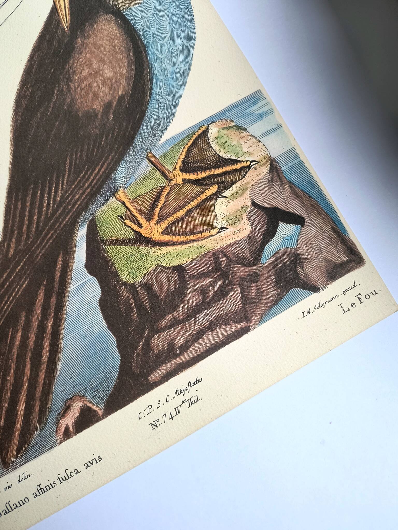 Antique bird engraving - The Fool - Zoological plate by Seligmann & Catesby