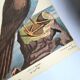 Antique bird engraving - The Fool - Zoological plate by Seligmann & Catesby