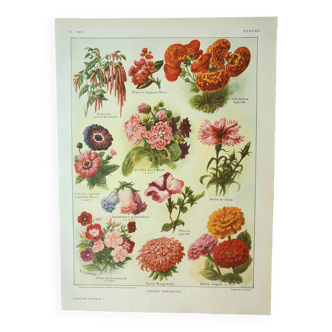 Gravure ancienne 1922, Fleurs annuelles, botanique, jardin • Lithographie, Planche originale