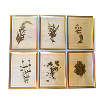 Lot of herbarium boards from 1950