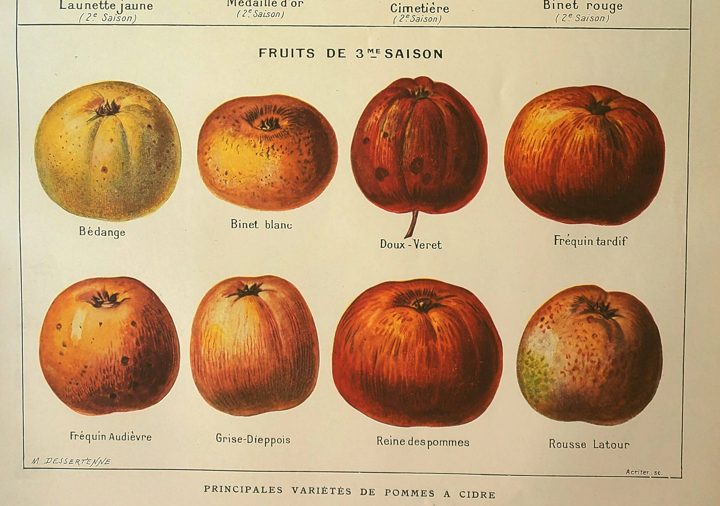 Botanical engraving - 1921 - Cider apple - Lithograph, variety plate