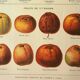 Botanical engraving - 1921 - Cider apple - Lithograph, variety plate