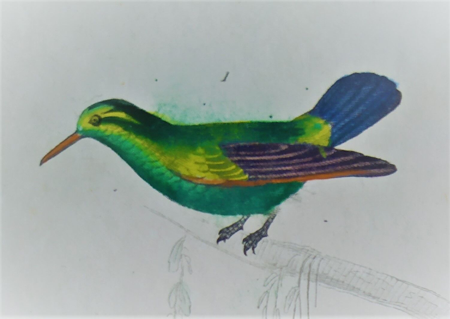 Original Ornithological Plate "Green Gold - Hoopoe - Ruby Topaz - &c..." Buffon 1836