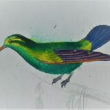 Original Ornithological plate " Green gold - Crested collar - Ruby Topaz - &c... " Buffon (1836)