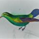 Original Ornithological Plate "Green Gold - Hoopoe - Ruby Topaz - &c..." Buffon 1836