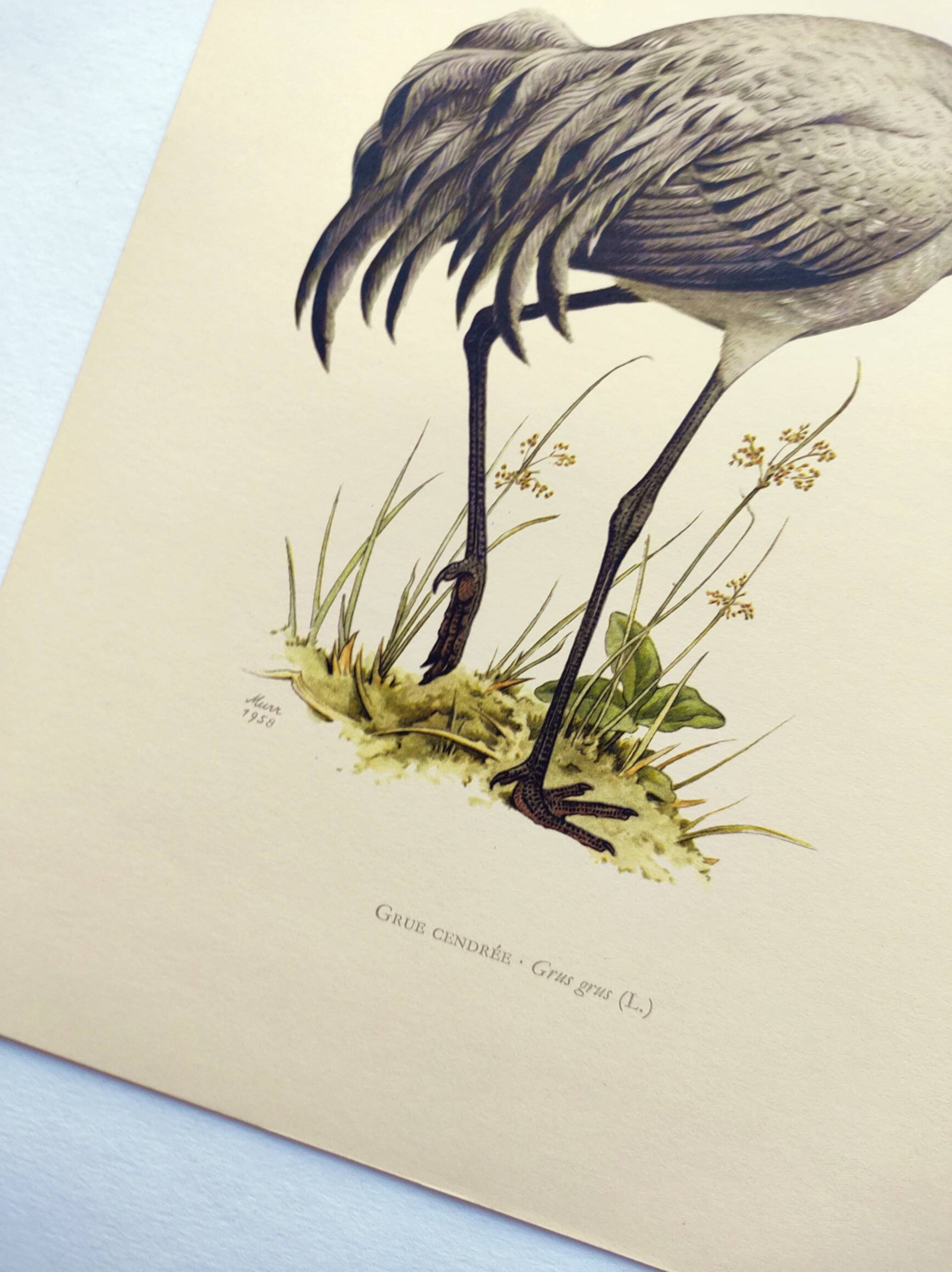 Old bird plate from the 1960s - Common Crane - Vintage illustration