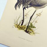 Old bird plate from the 1960s - Common Crane - Vintage illustration