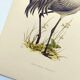 Old bird plate from the 1960s - Common Crane - Vintage illustration