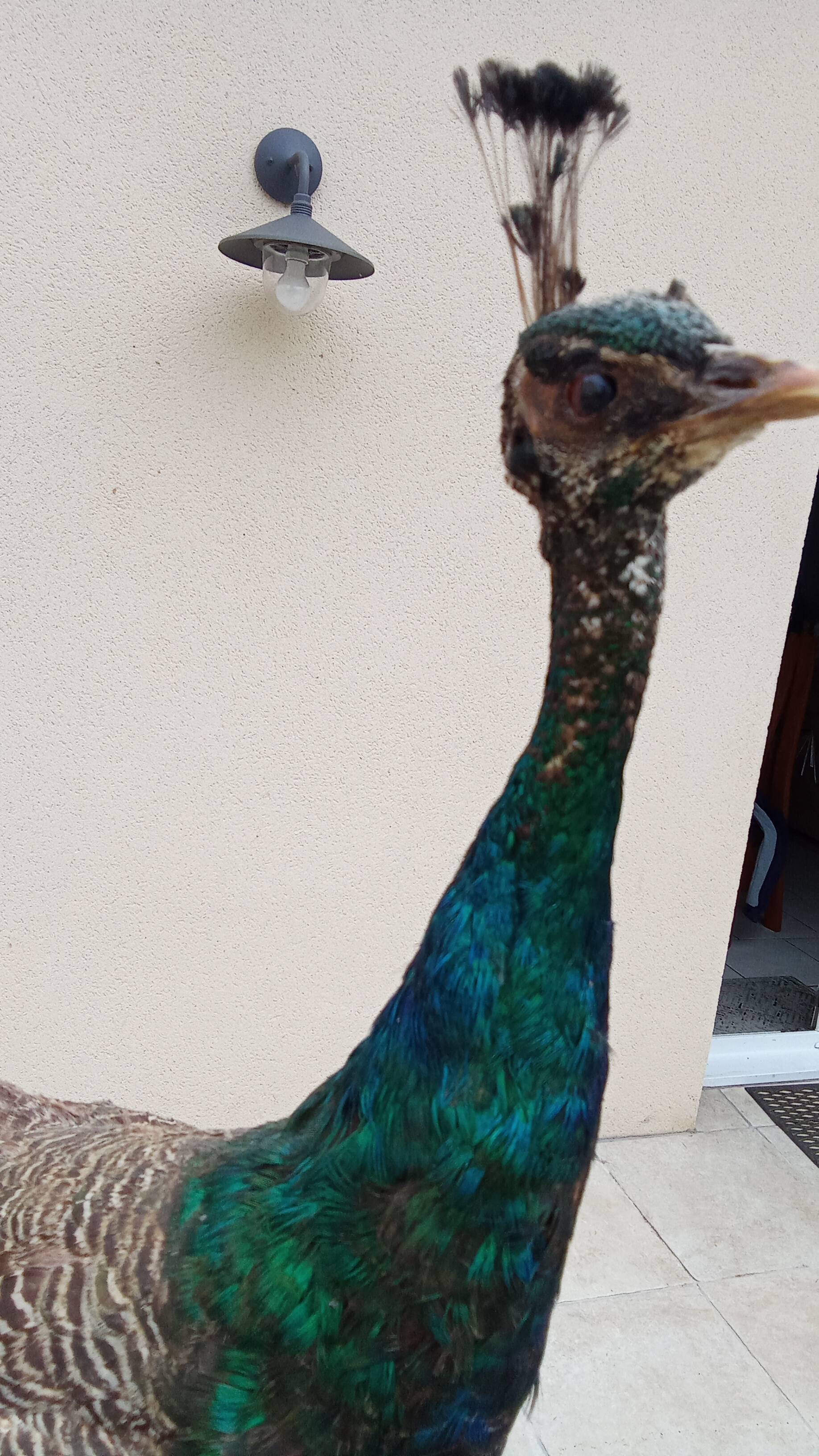 Taxidermy cabinet of curiosities stuffed peacock