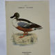 Botanical Plate Engraving of Birds, Naturalist, 19th Century, Double-sided A