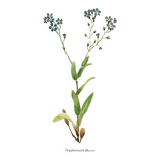 Botanical watercolor illustration from 1948 by H.Strache - Myosotis