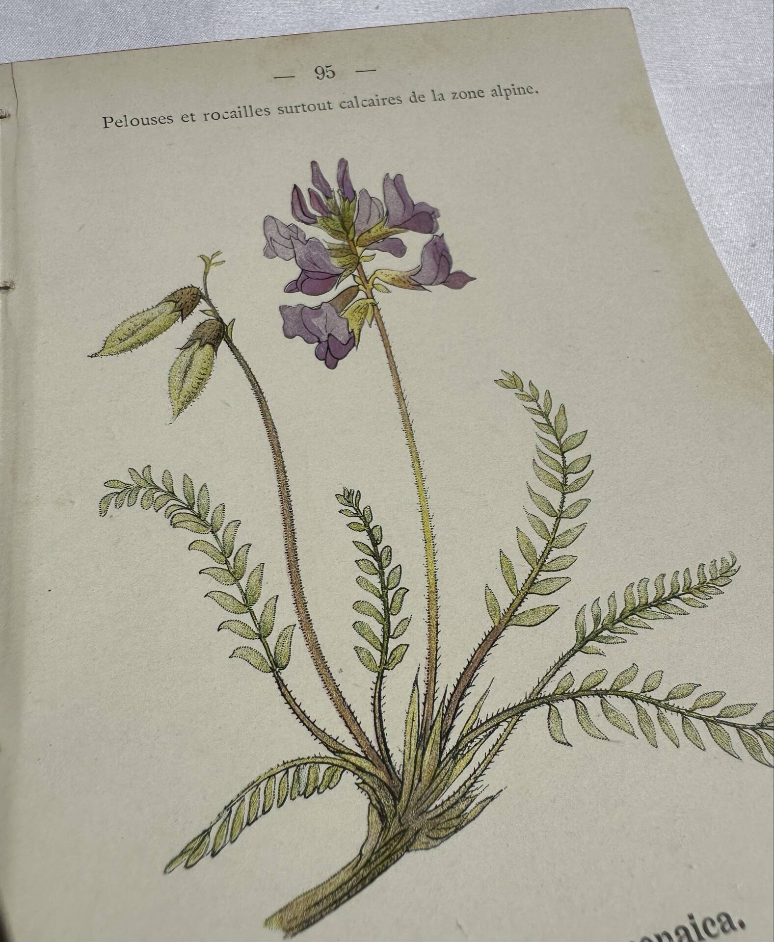 Gravure Botanique Ancienne XIXe – Lithographies Naturalistes  Fleurs