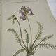 Gravure Botanique Ancienne XIXe – Lithographies Naturalistes  Fleurs