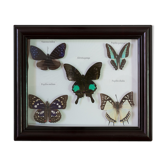 Papillons encadrés