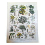 Lithograph on trees from 1928 "beech"