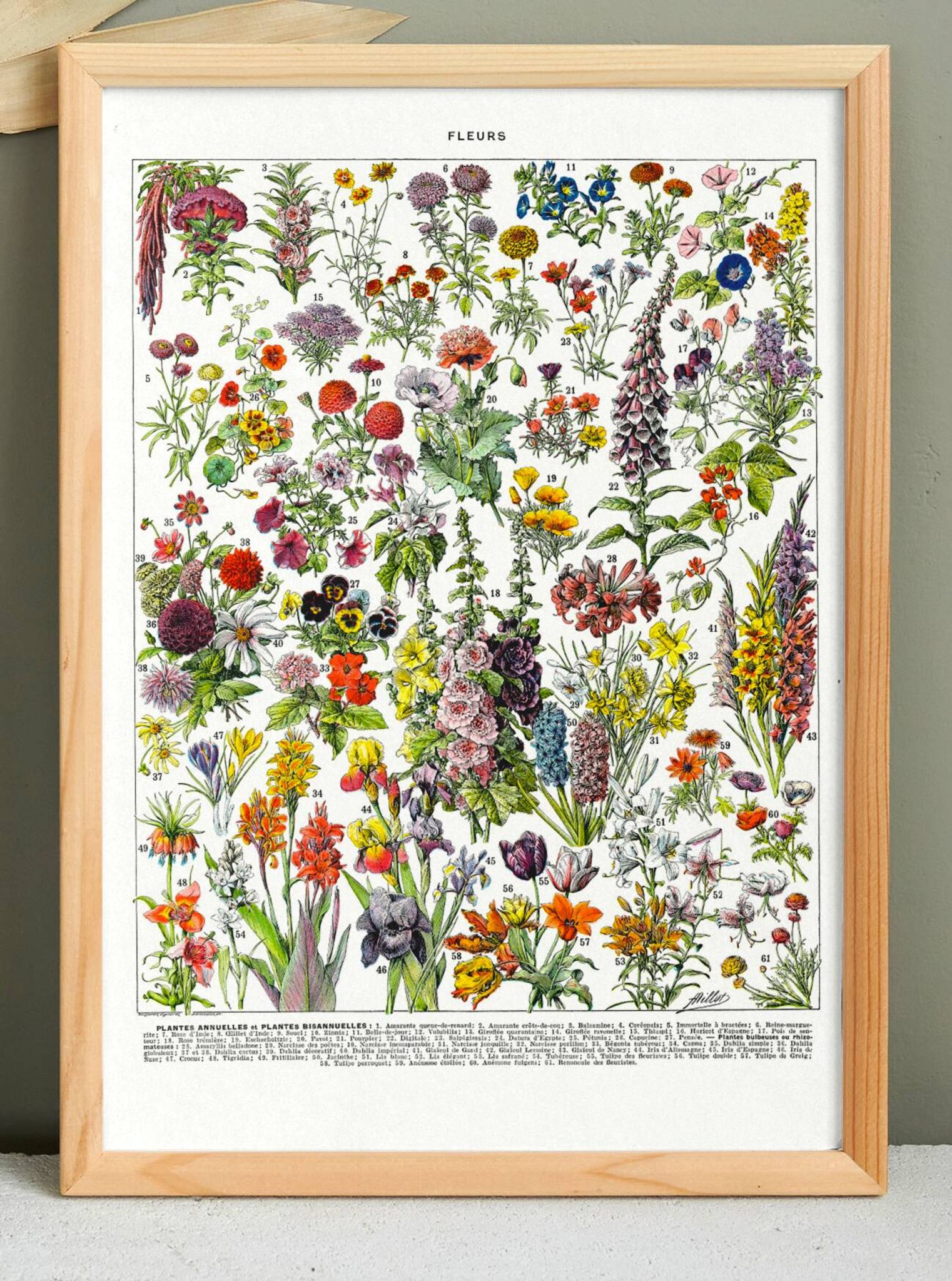 Affiche sur les fleurs "amarante", d'après une lithographie de 1928